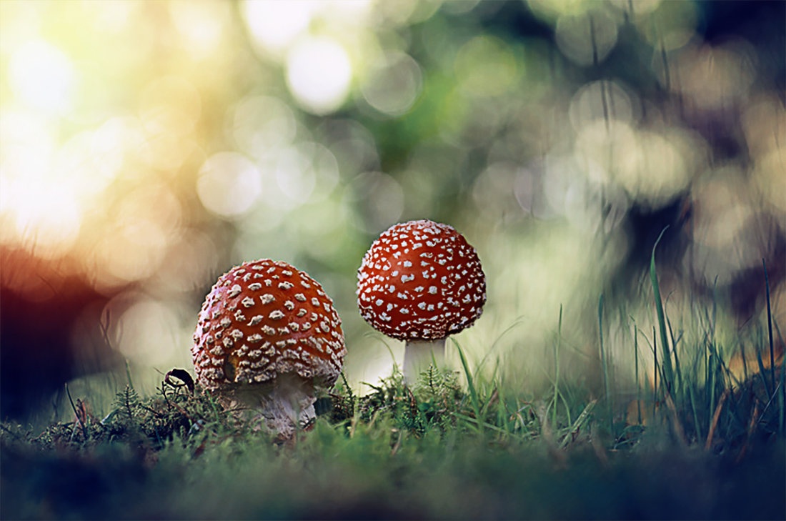 Красавчики.