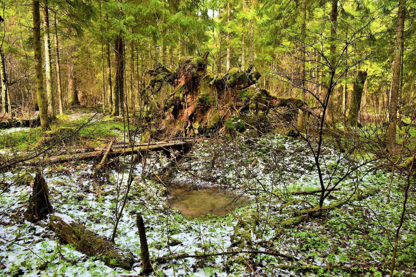 Утро в апрельском лесу ...