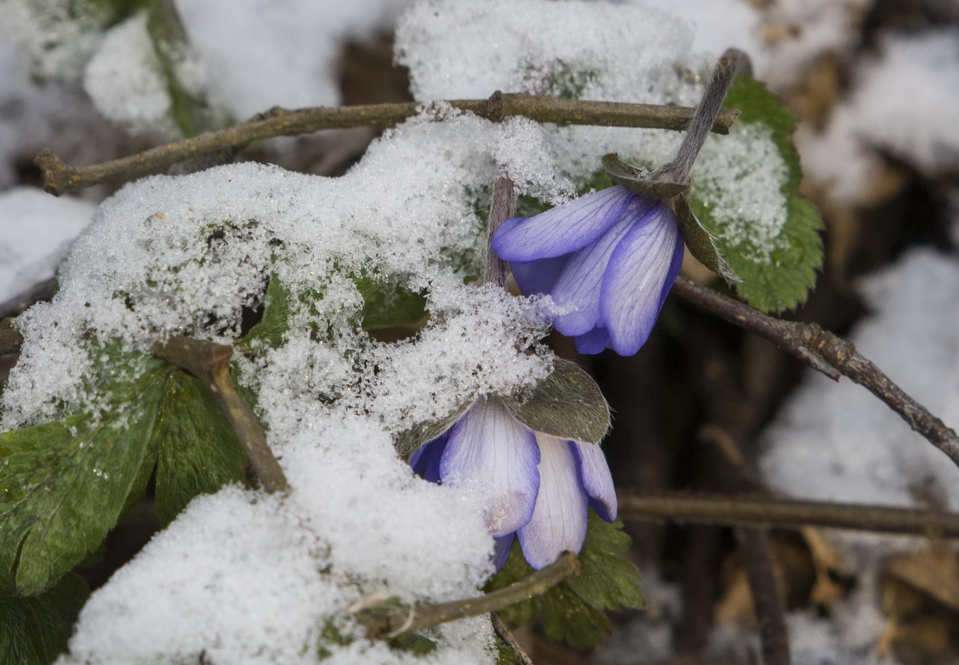 Быть первыми нелегко.