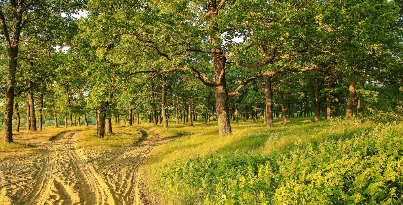 Утро двух дорог.