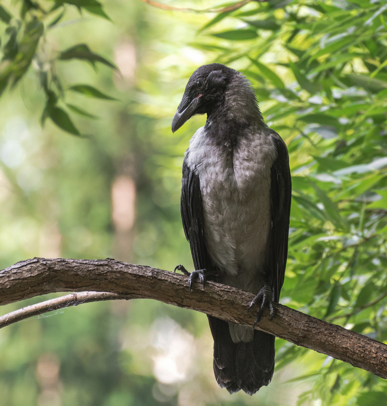 Воронёнок..