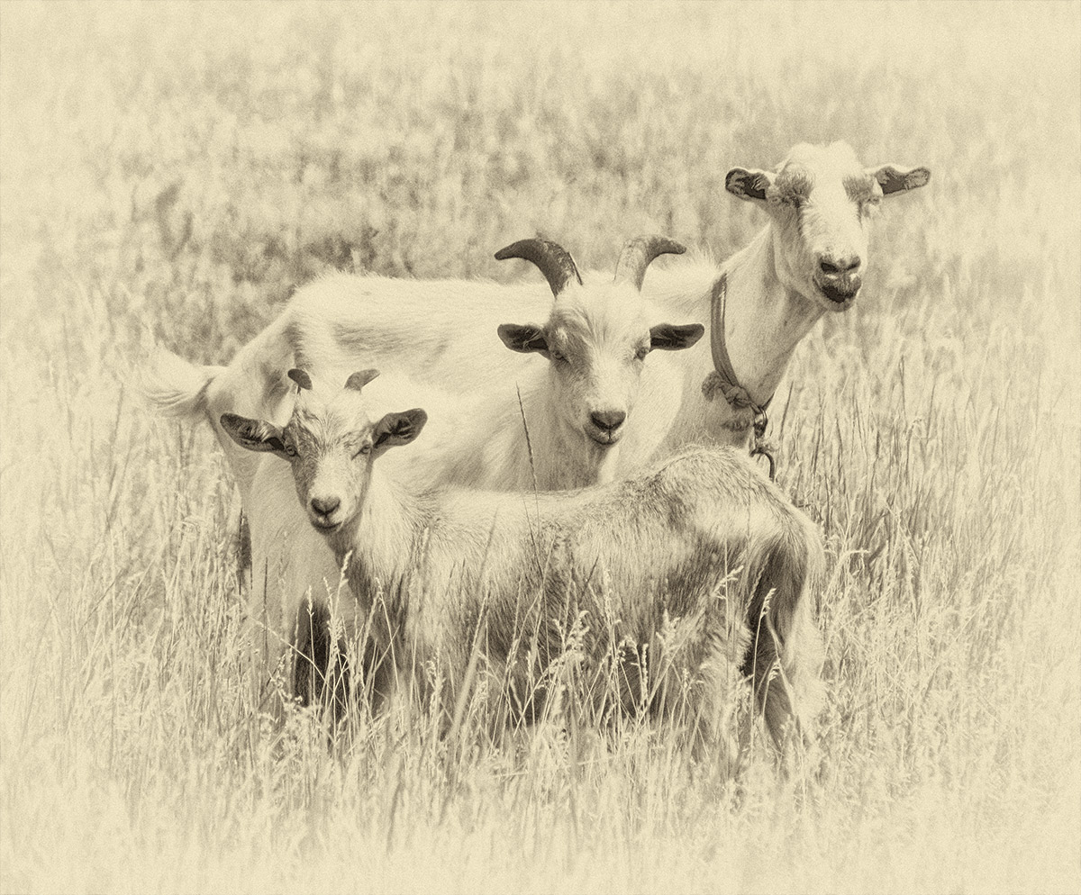 Семейный портрет