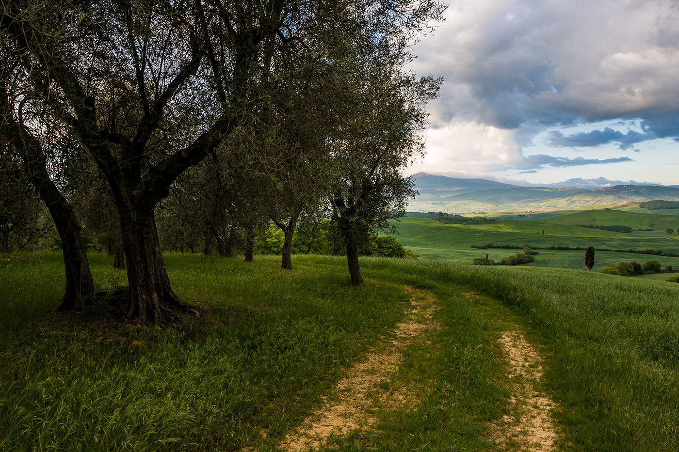 Оливковая роща
