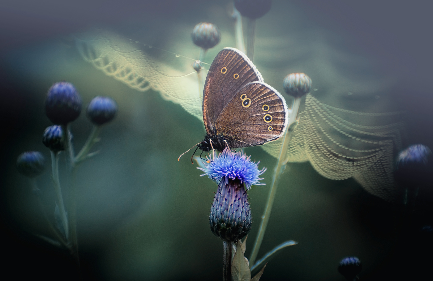 Бабочка колечко.