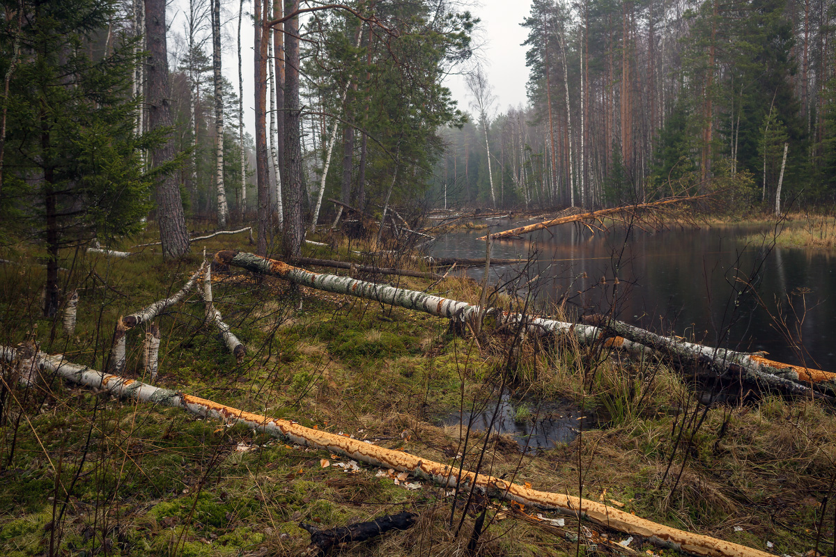 В гостях у бобров