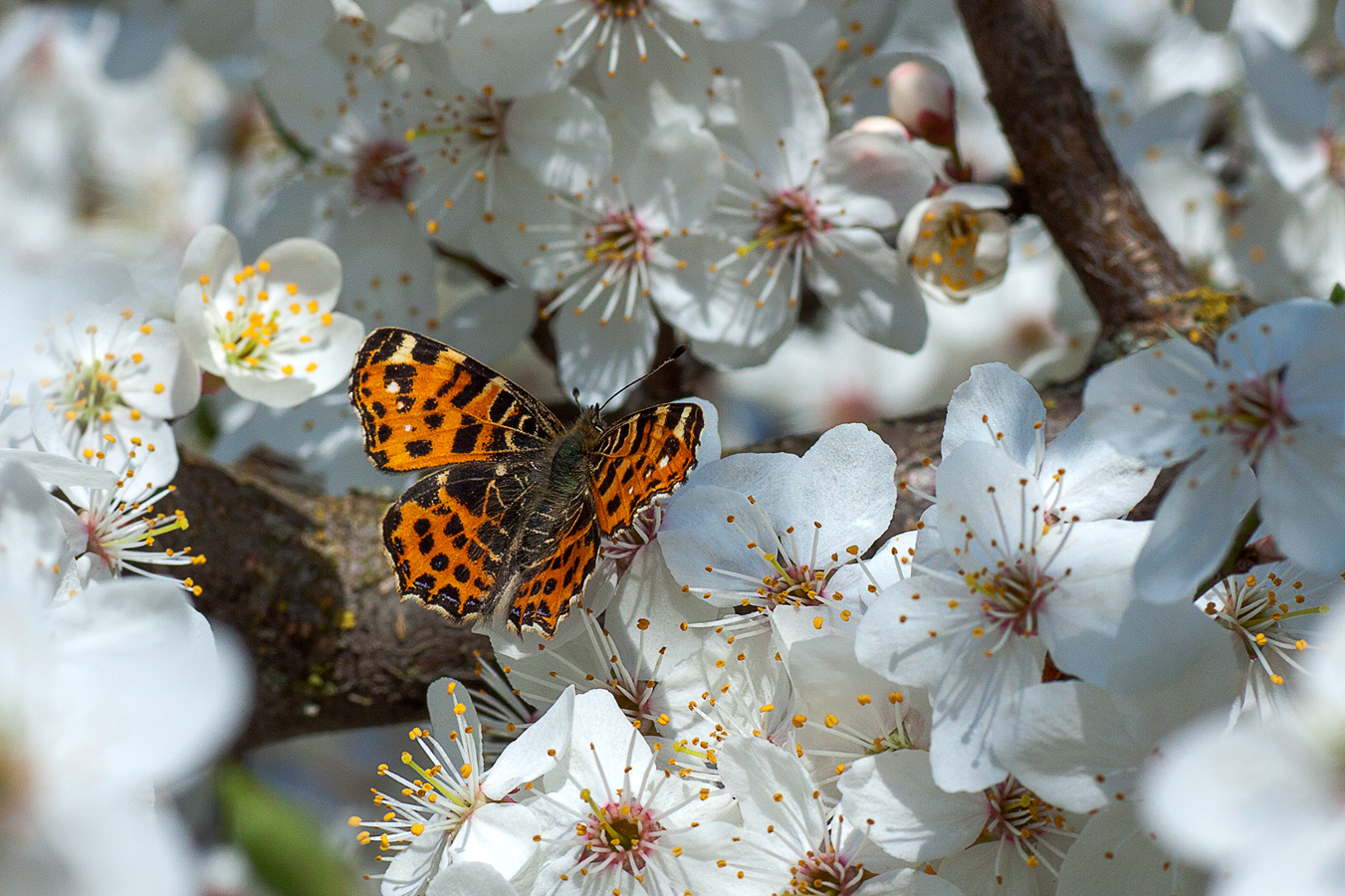 Перламутровка