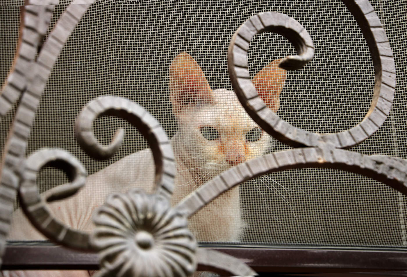 Сидим дома!