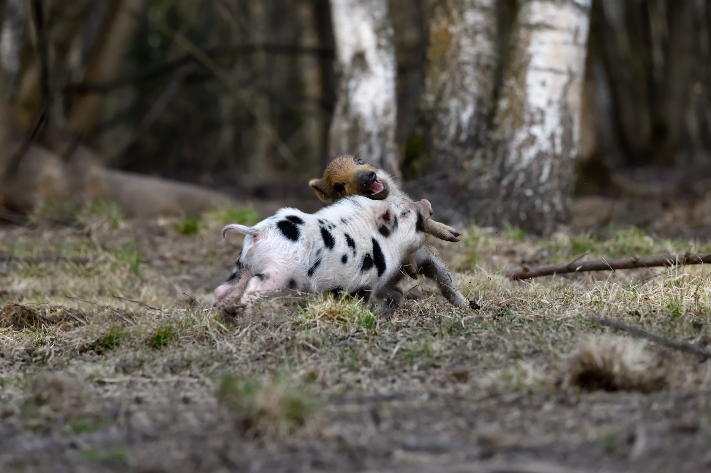 поединок младшей возрастной группы
