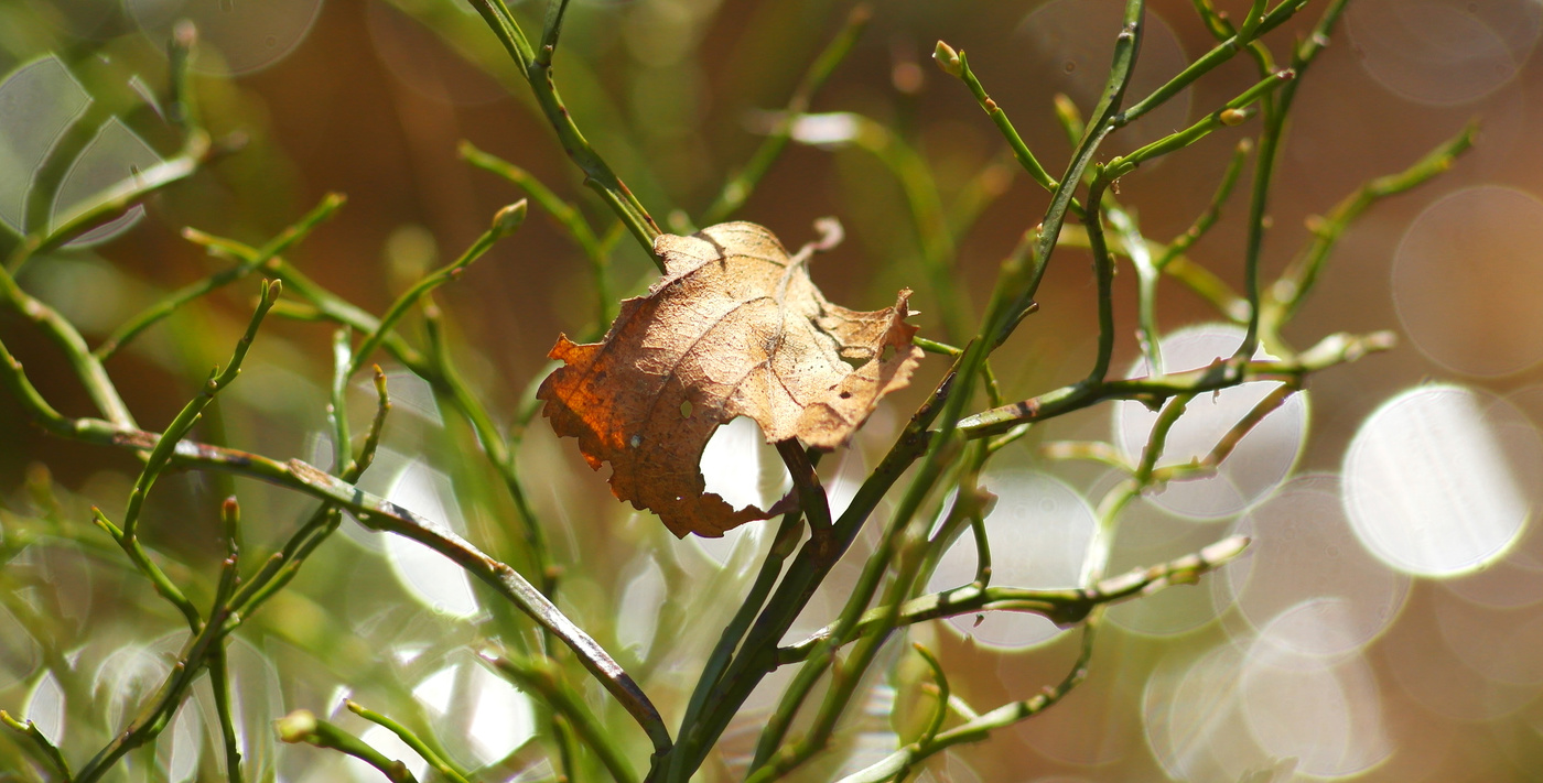 Сказки весеннего леса.