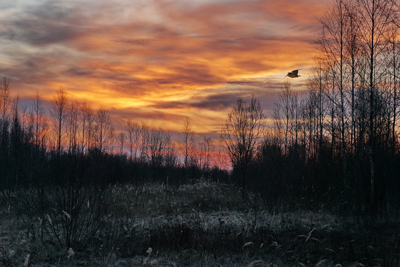 Вальдшнепиная тяга