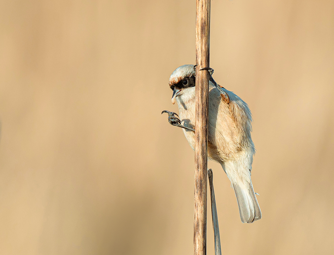 Фигу тебе , а не червячка...