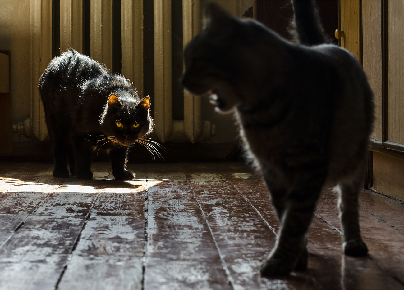 За козла ответишь!