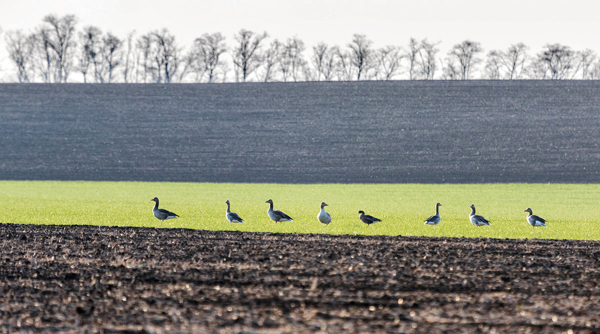 Перелетные гуси на озимке