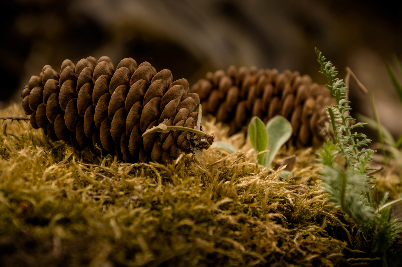 Макро природа