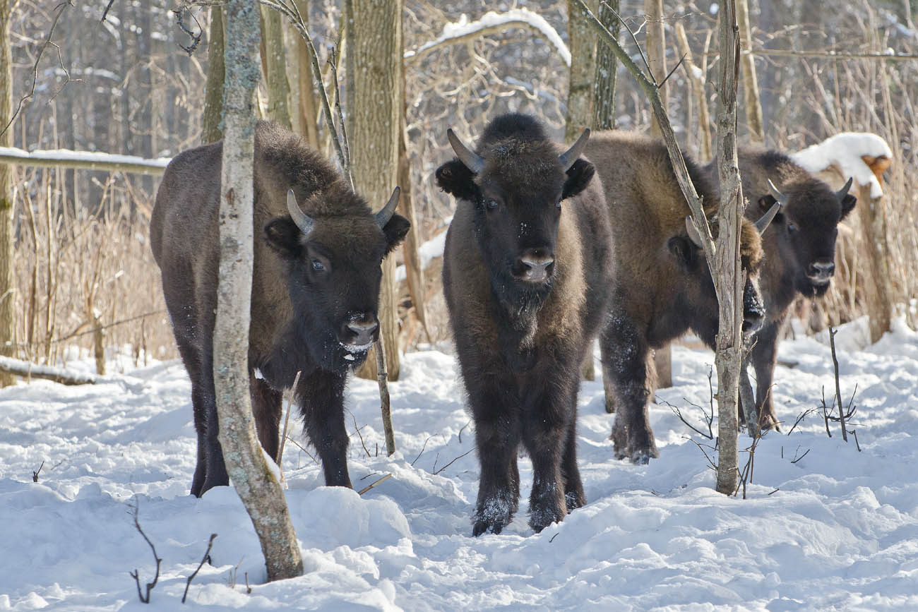 Племя молодое, незнакомое