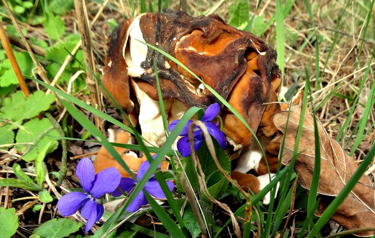 Удивительно - в апреле появились сморчки