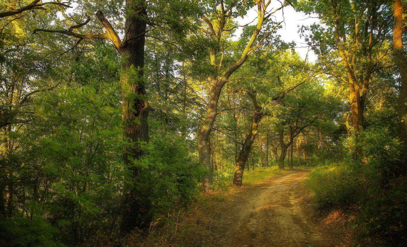 По вечерней дороге.