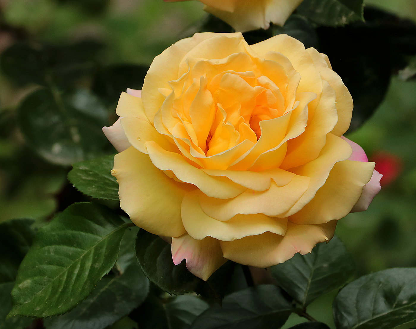 Апрельская солнечная