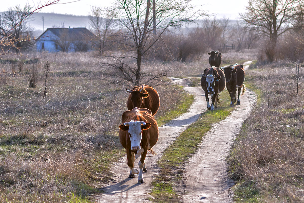 Пора на дойку