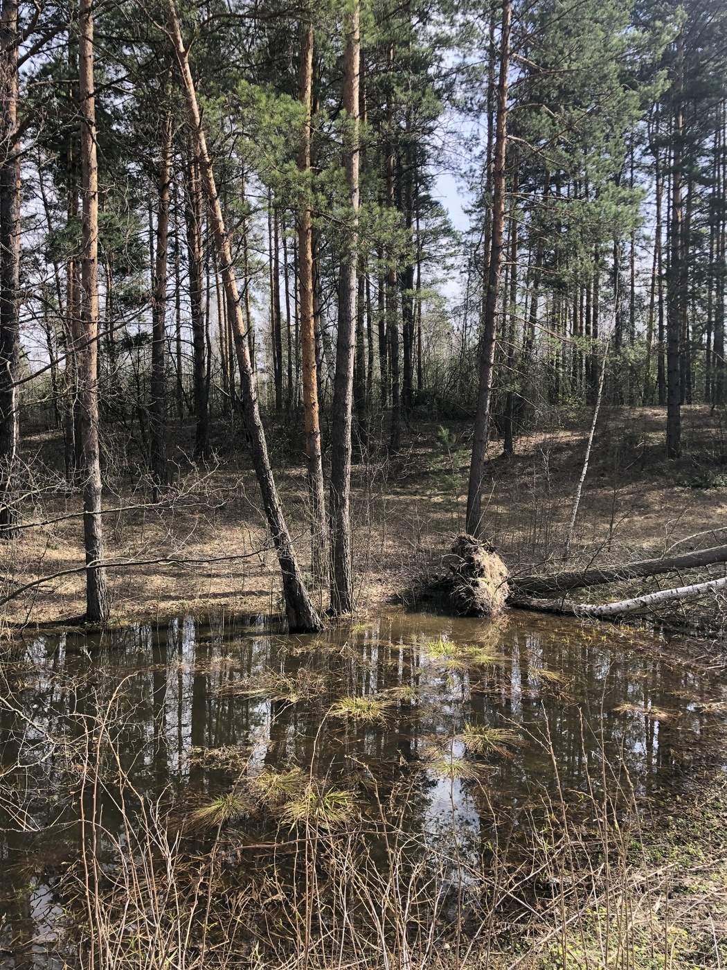 Весенние зарисовки