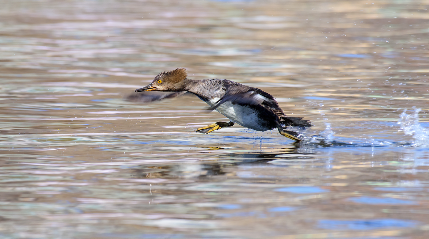 «Бегущая по волна́м» — Александр Грин (с)