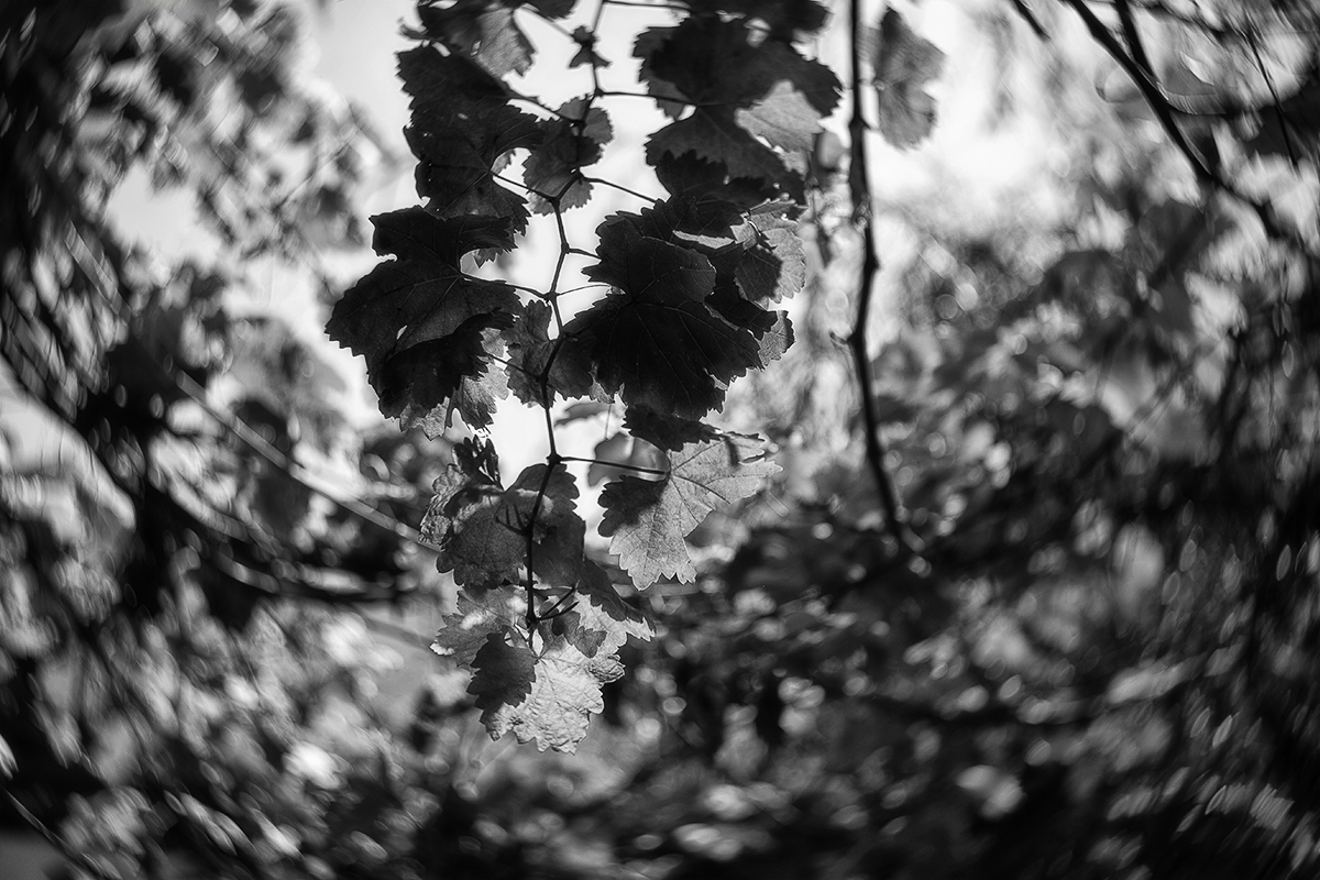 Виноградник