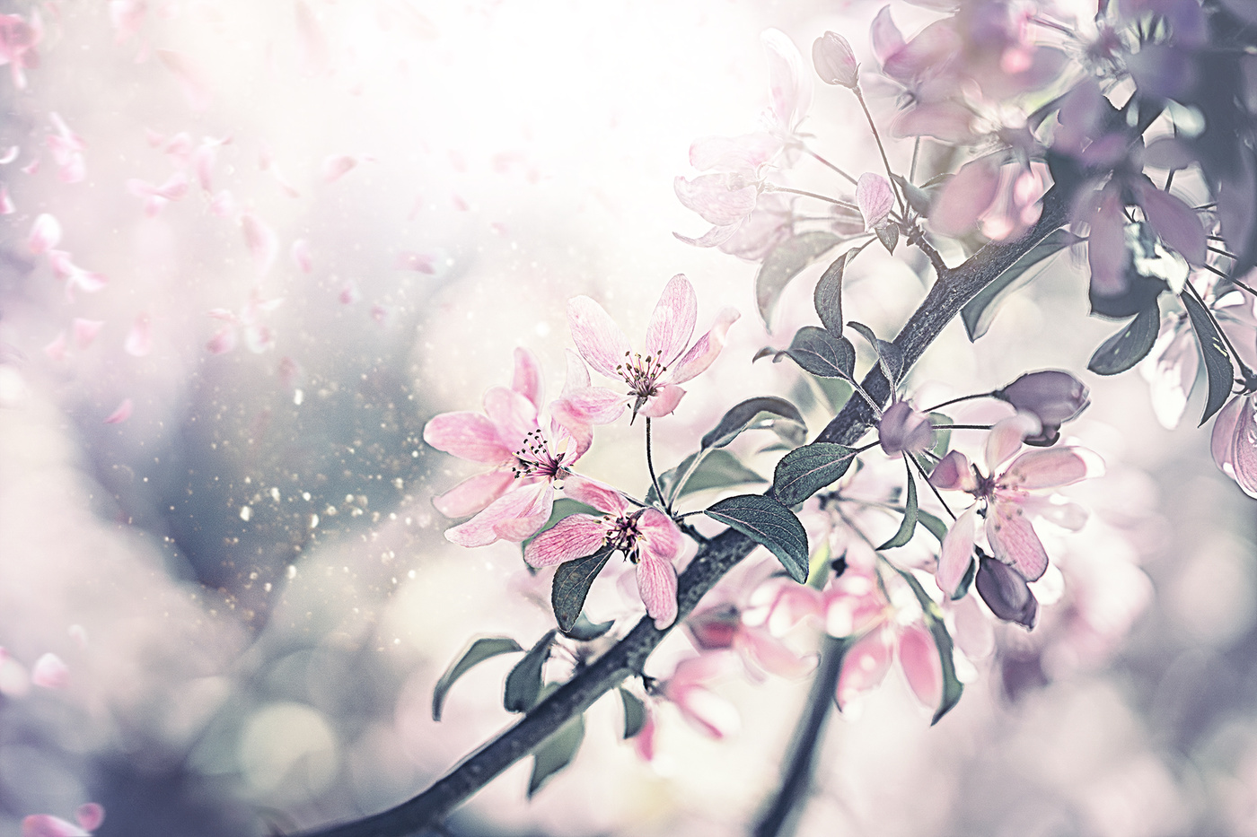 Никогда не слышала звука падающего лепестка, его можно только сфантазировать...