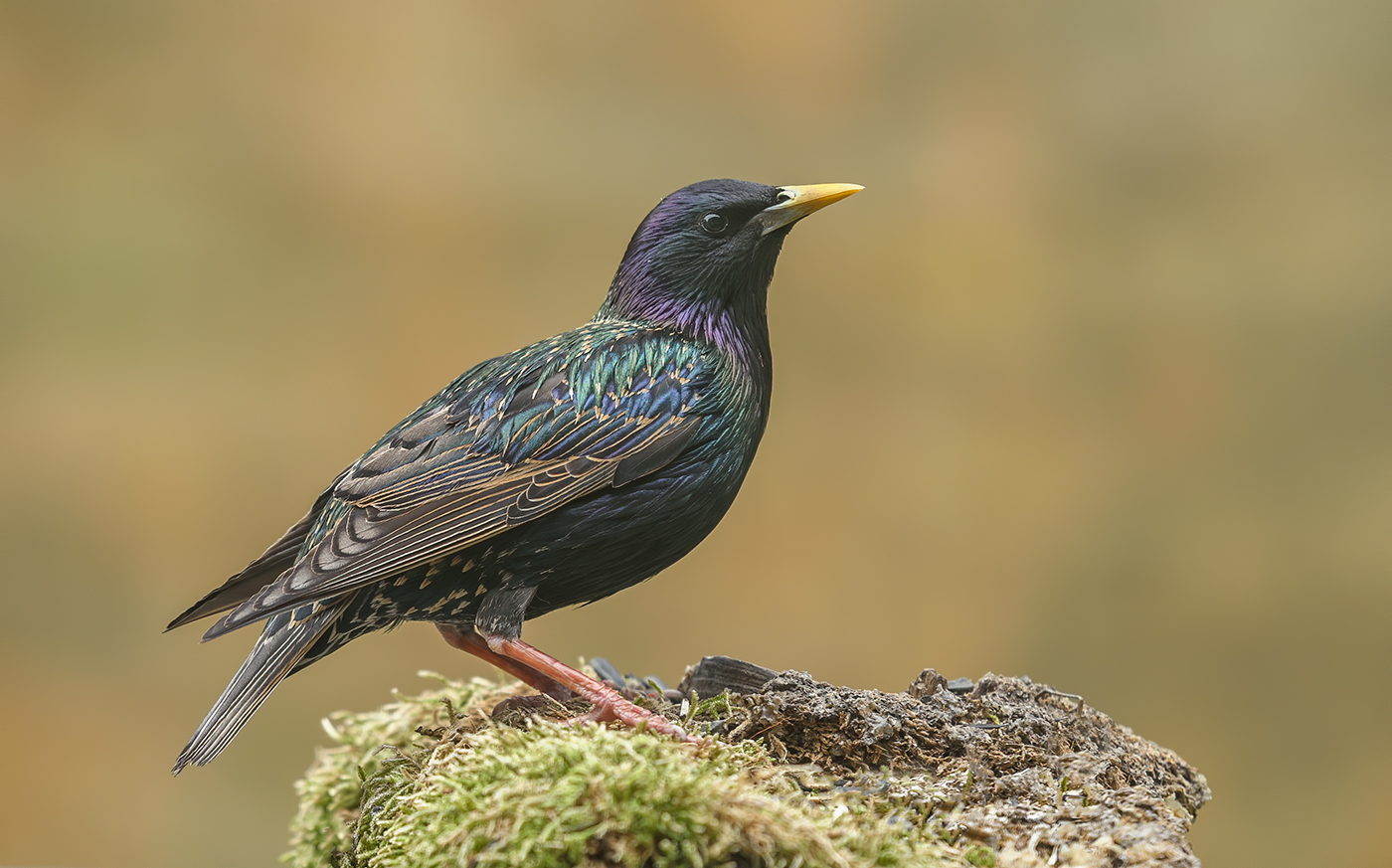 Common starling