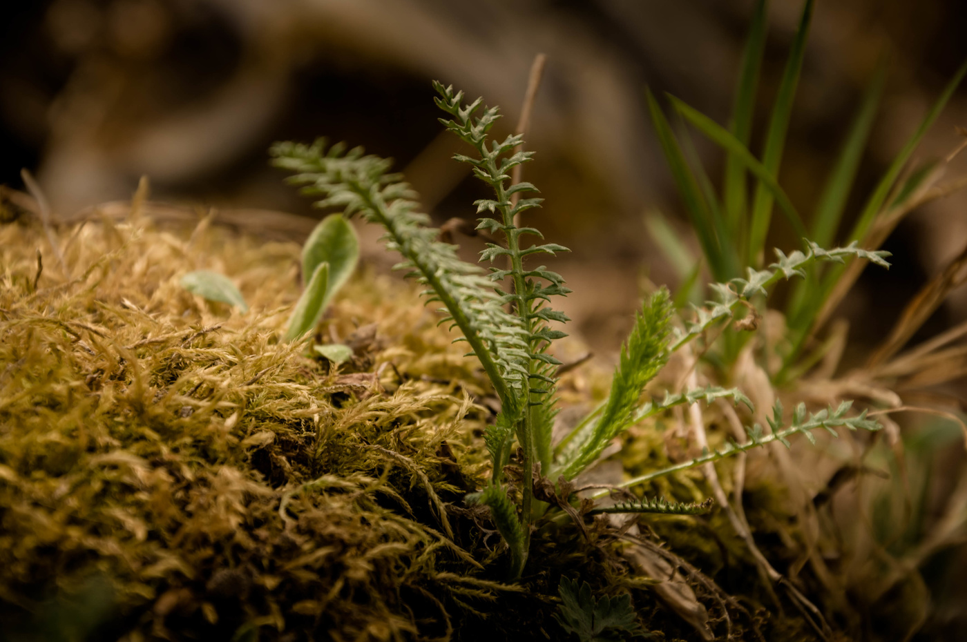 Макро природа2