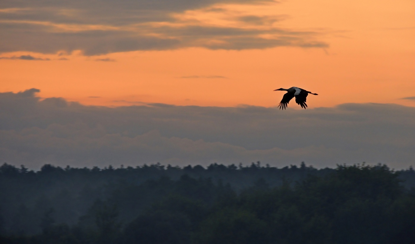 Утренний полет белого аиста