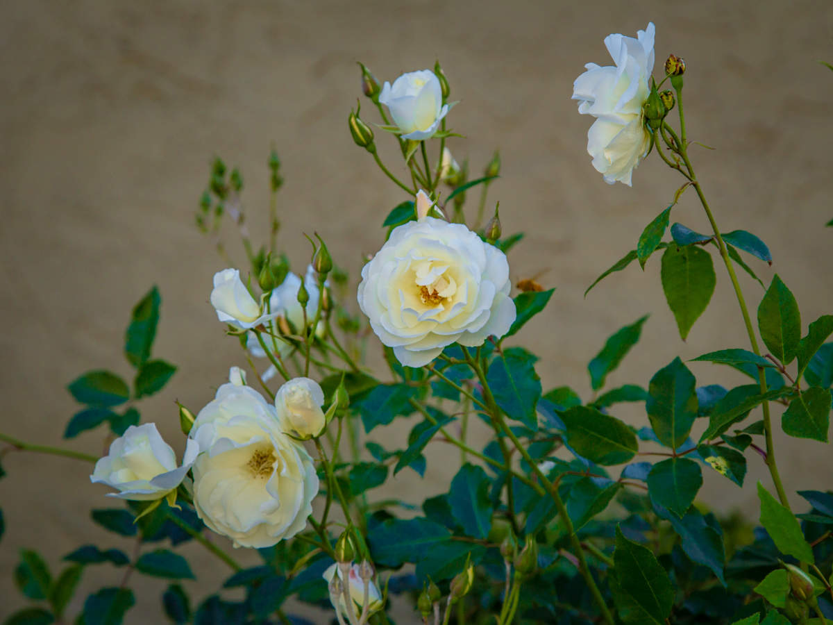 Первое мая. Розы цветут...