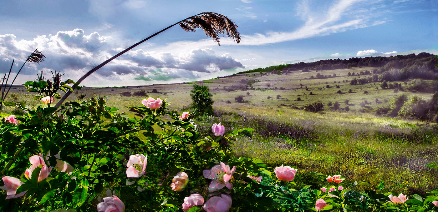 Обзор из кустов