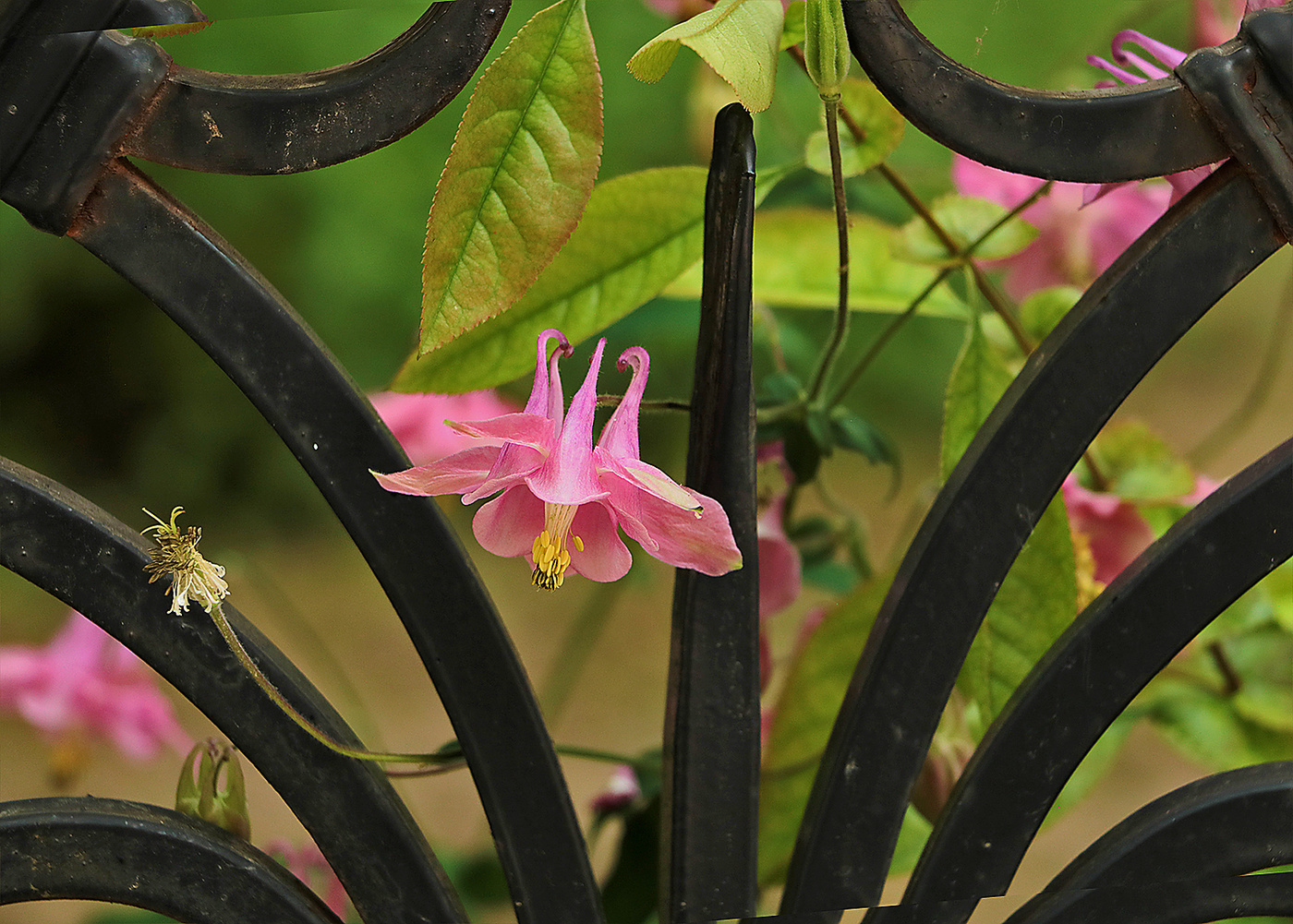 Вышла в свет...
