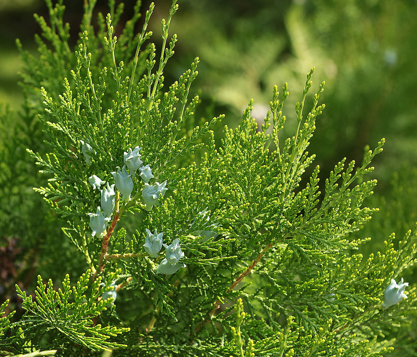 Весенняя туя