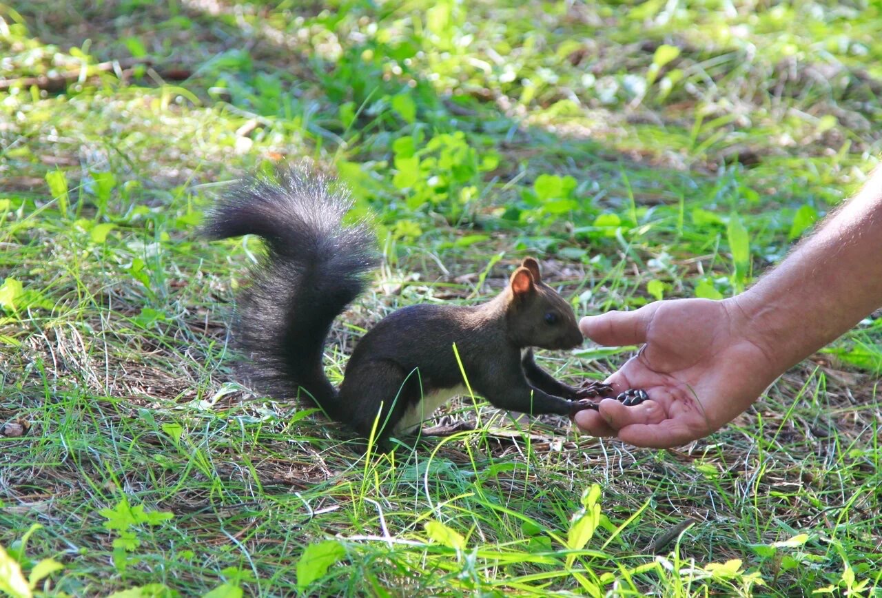 Почти домашняя…