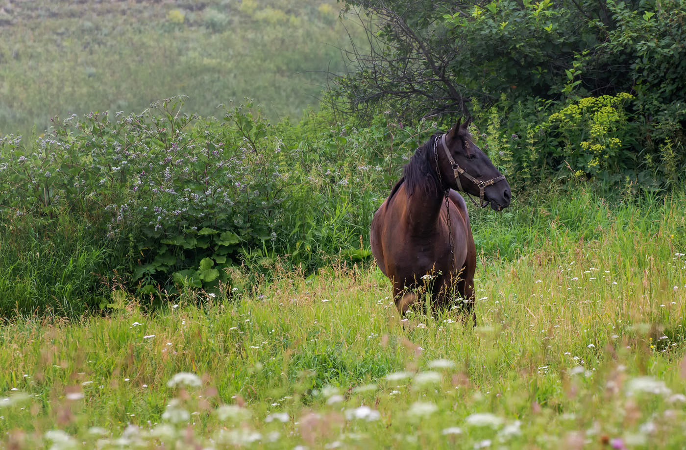 Среди высоких трав..