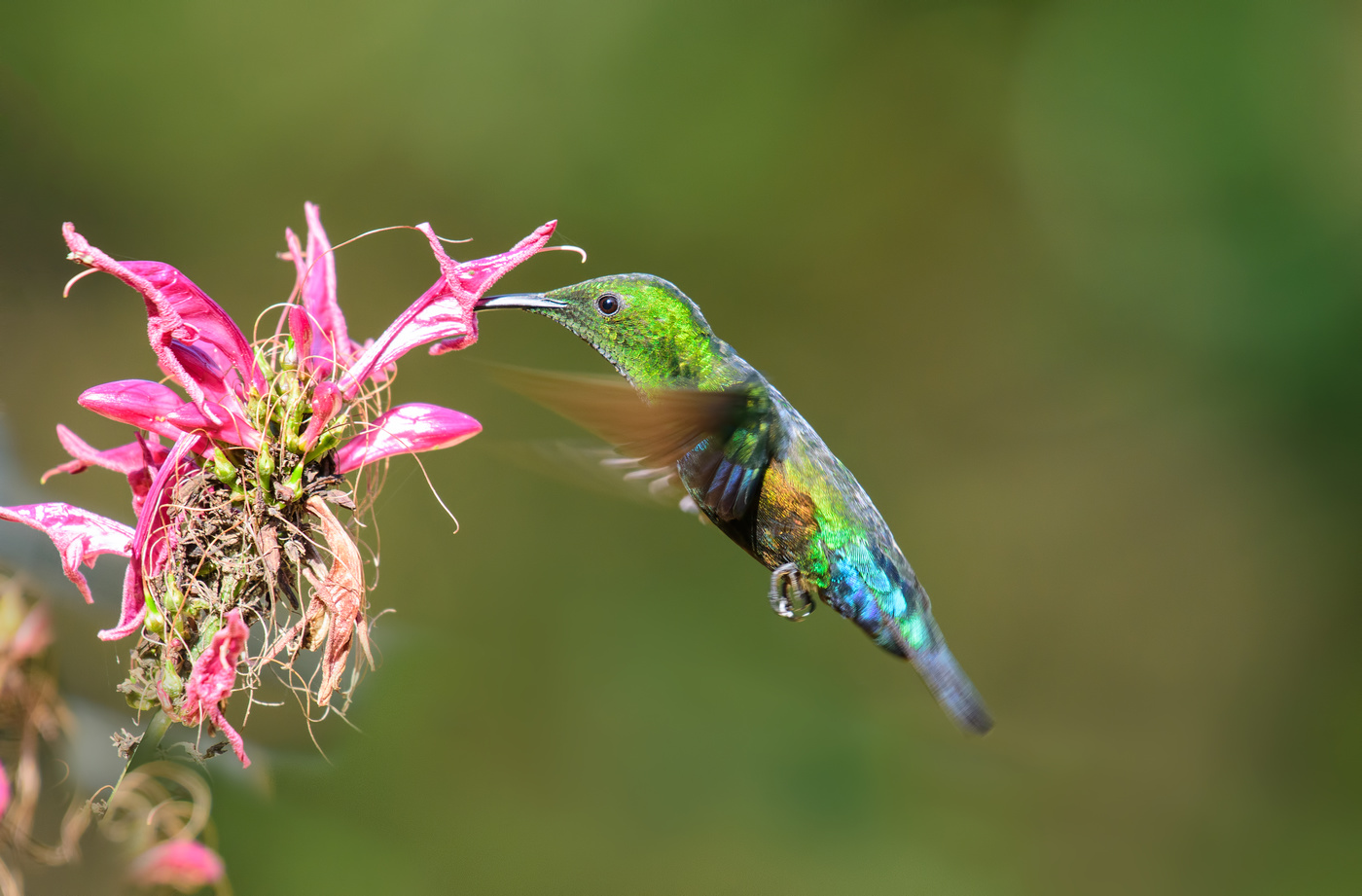 Green-throated Carib