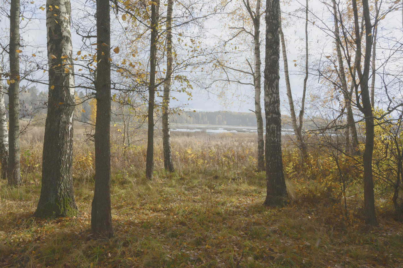 первые дыхания зимы...