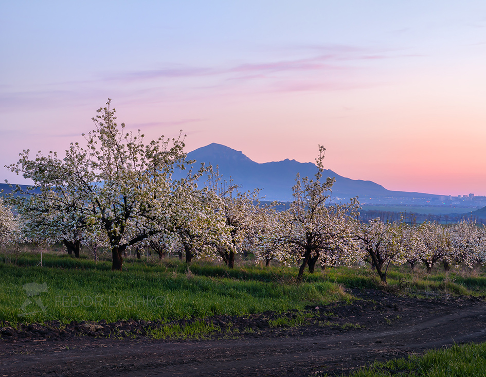 Грушевый сад