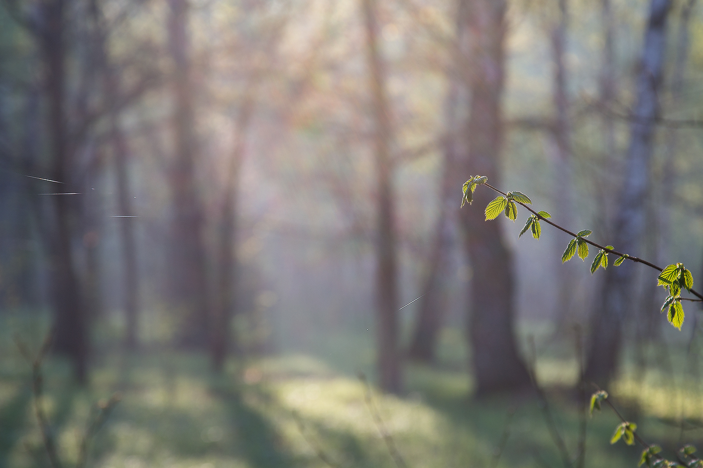 Про первые листочки и первые паутинки