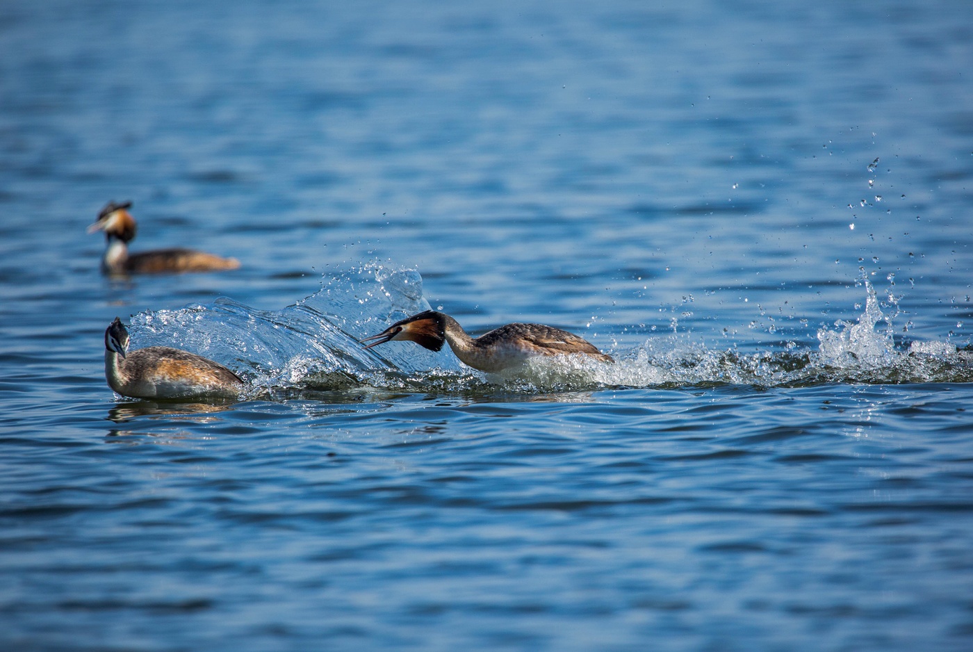 В брызгах воды