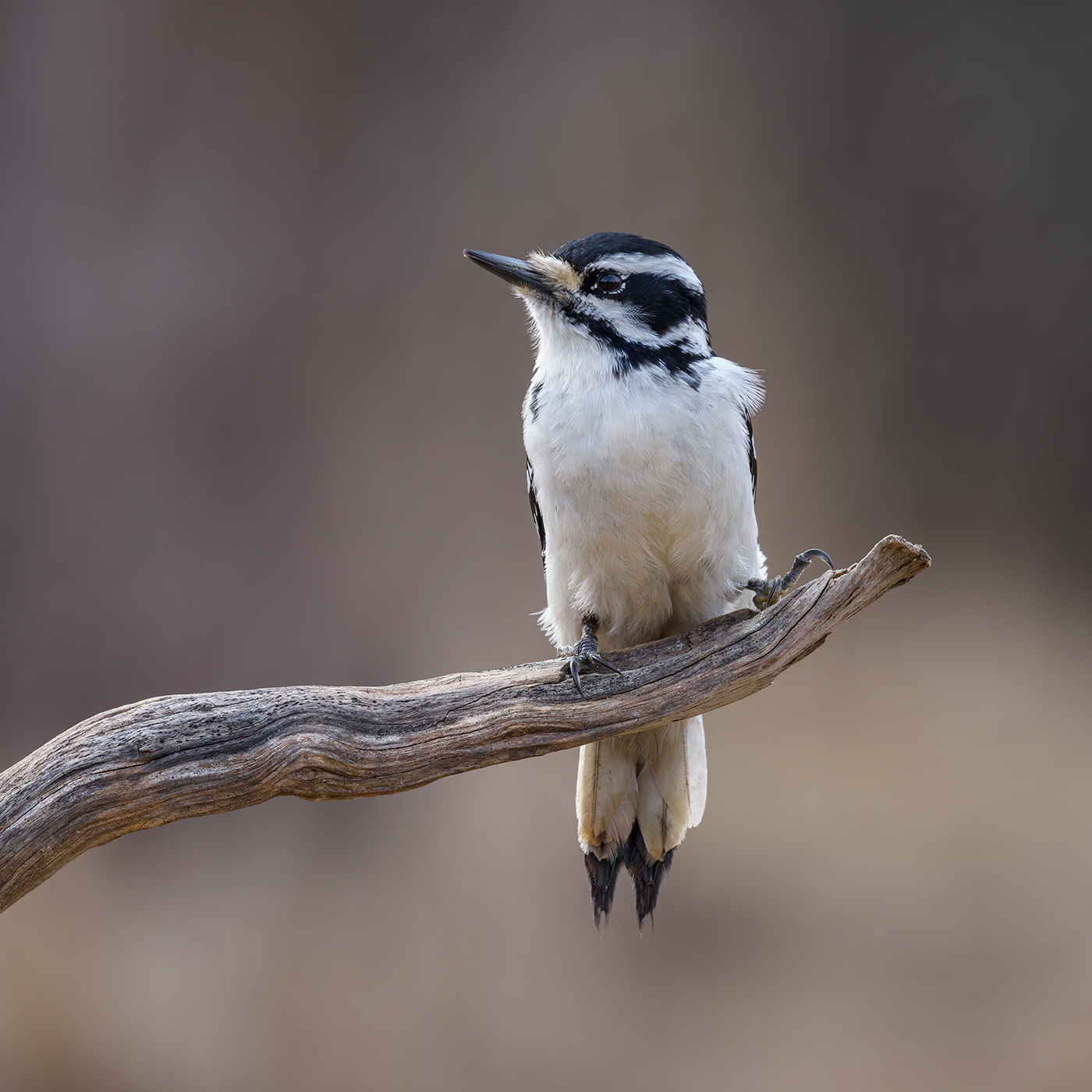 Hairy Woodpecker (female)