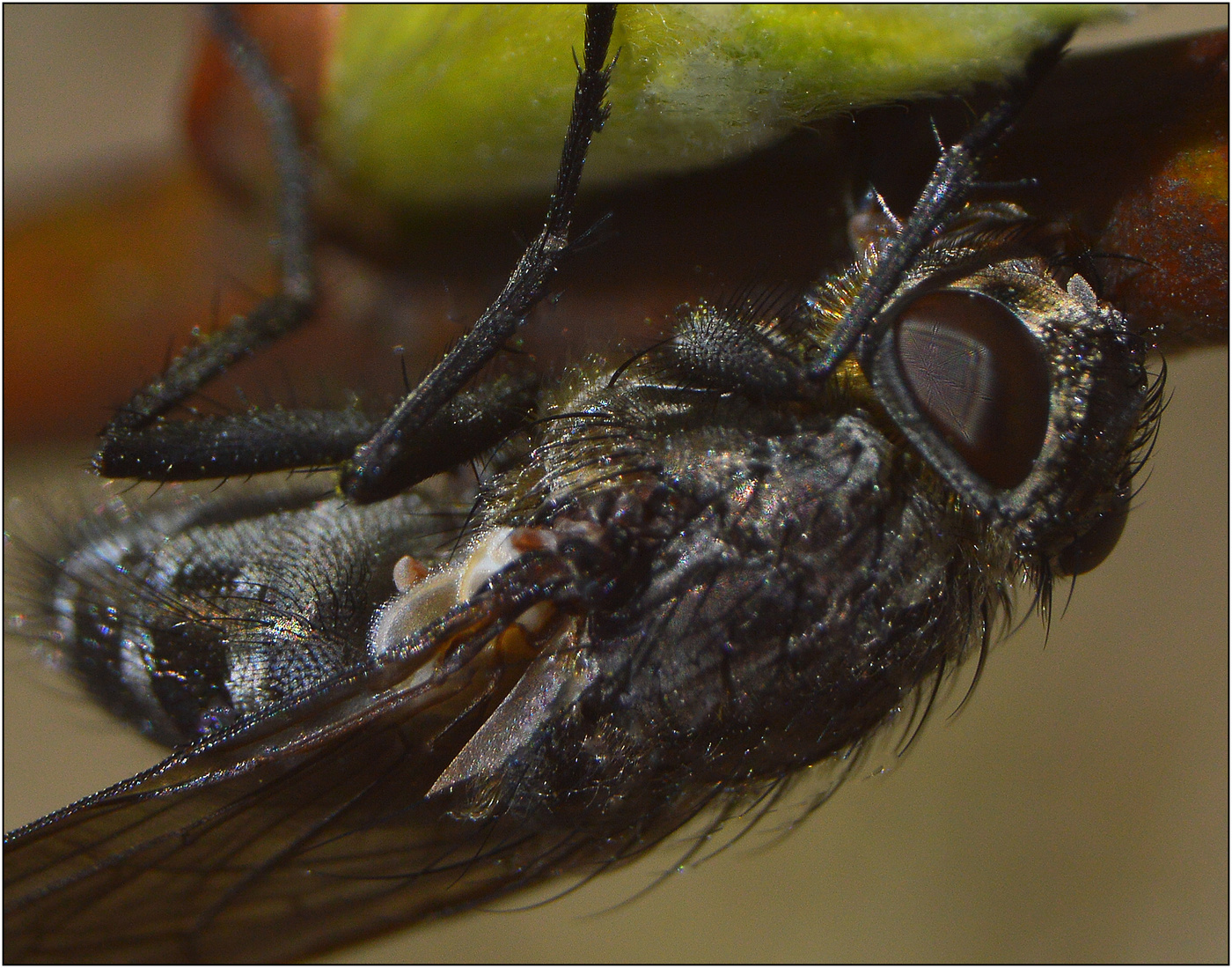 Питание как основа.