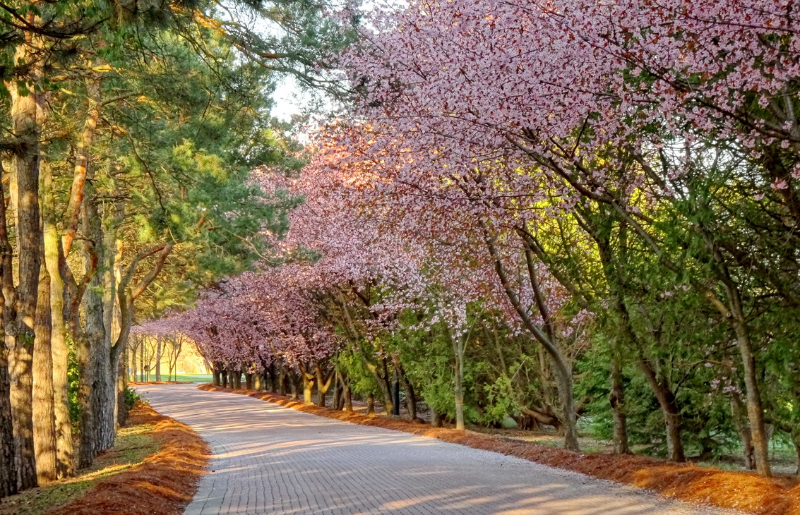 утренний свет