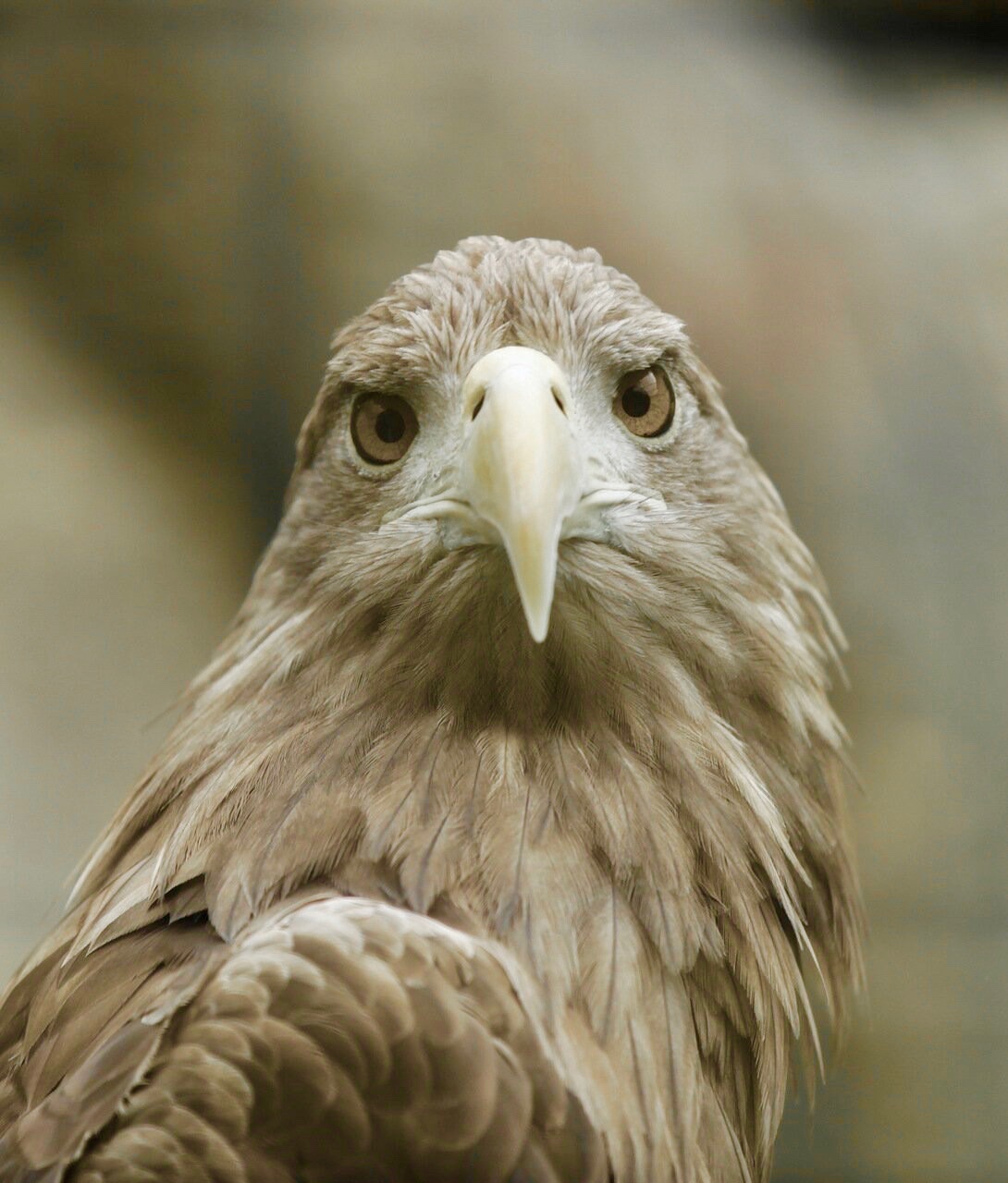 Портрет анфас