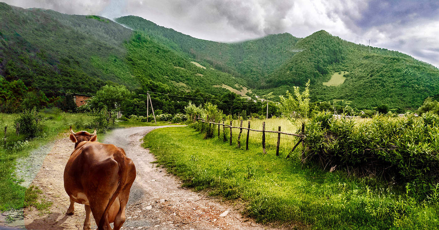 Молоко идёт домой