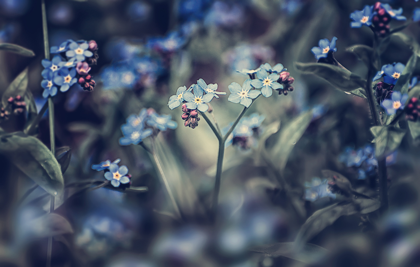 Не забудь меня...