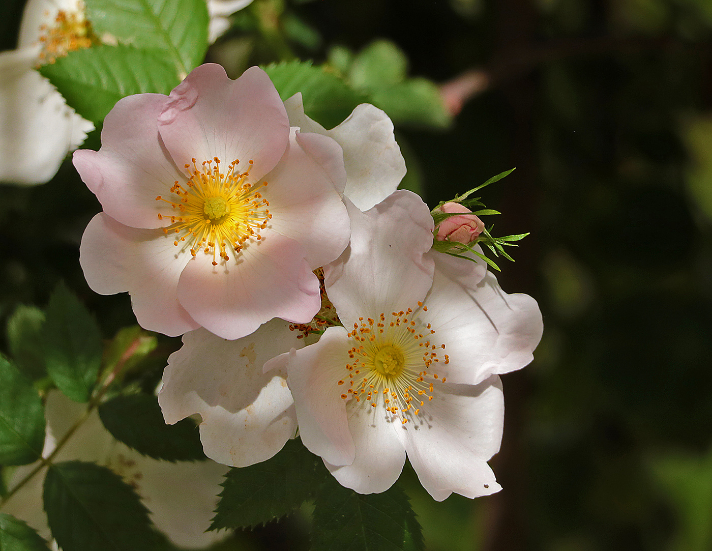 Первомайский шиповник