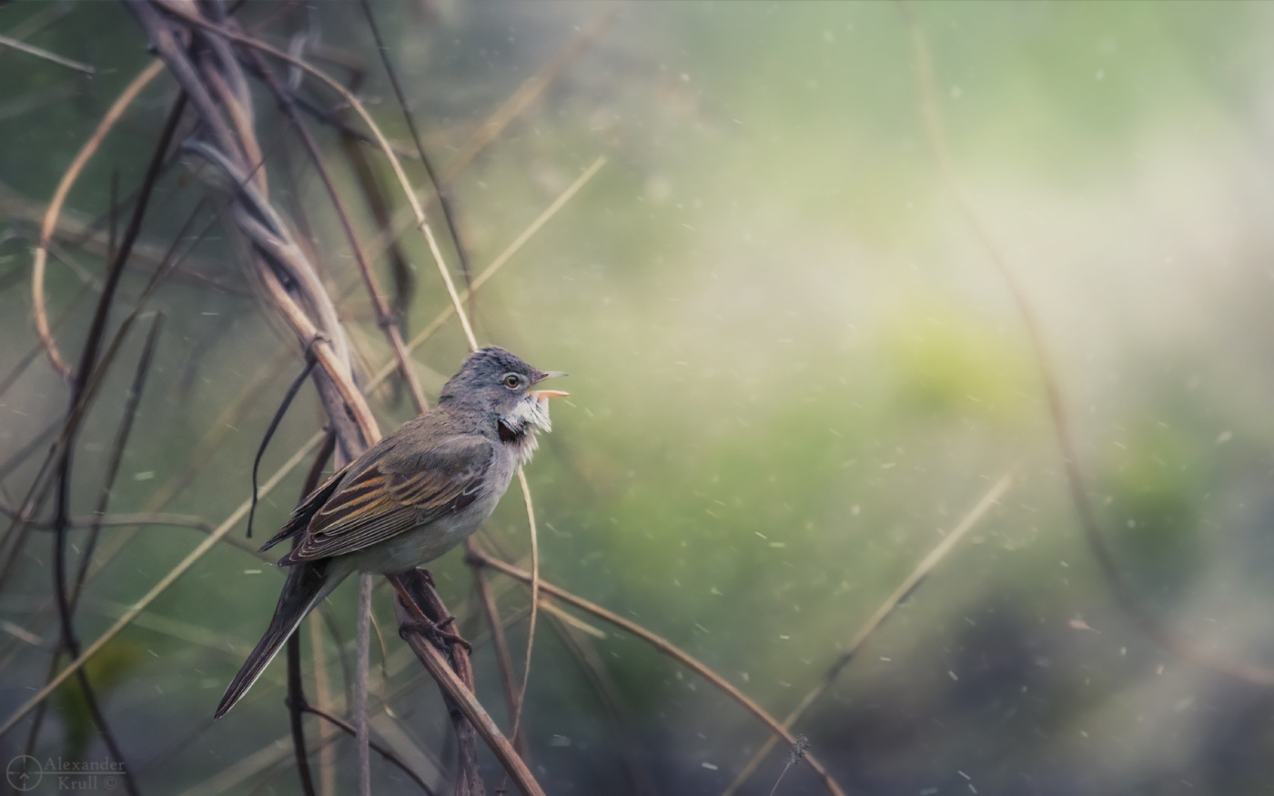 Песнь весны...