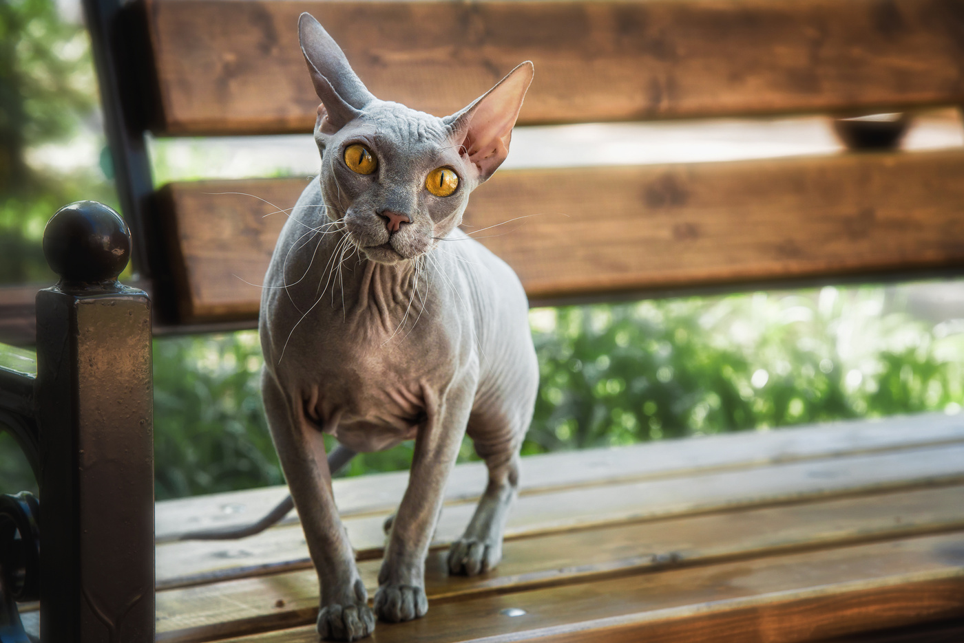 Пушистик на прогулке